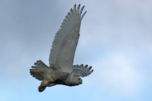 Snowy Owl